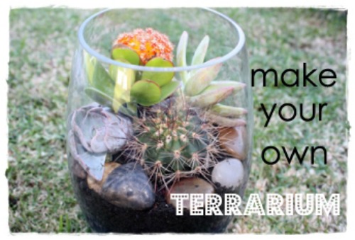 DIY make your own Terrarium
